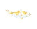 Koi - Medium - Blanc & Jaune - 13 x 30 x 7,5 cm