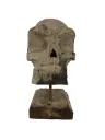 Crâne Sculpté - 31 x 14 x 22 cm