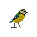 Oiseau - Mésange Bleue - 10 x 11,5 x 4 cm