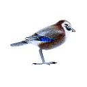 Oiseau - Geai - 10 x 11,5 x 4 cm