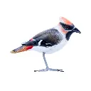 Oiseau - Jaseur - 10 x 11,5 x 4 cm