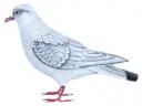 Colombe - Blanc & Gris - 18 x 27 x 10 cm