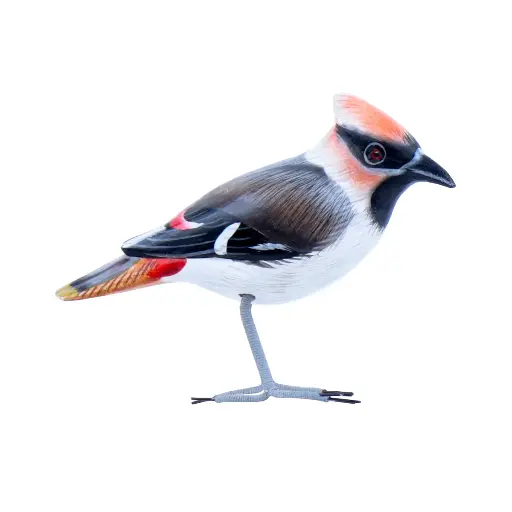 [BIRDW10-JASE-C] Oiseau - Jaseur - 10 x 11,5 x 4 cm