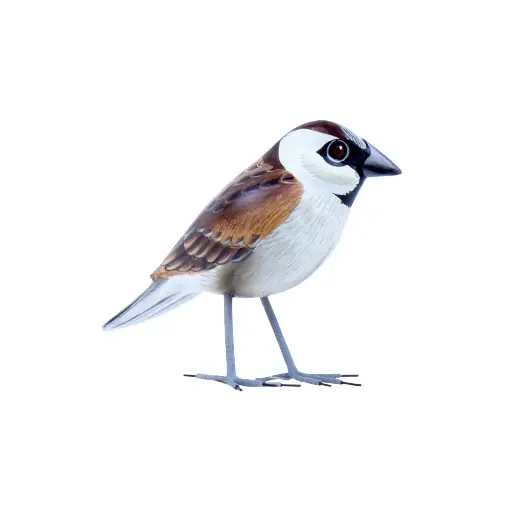 [BIRDW10-MOIND-C] Oiseau - Moineau Domestique - 10 x 11,5 x 4 cm